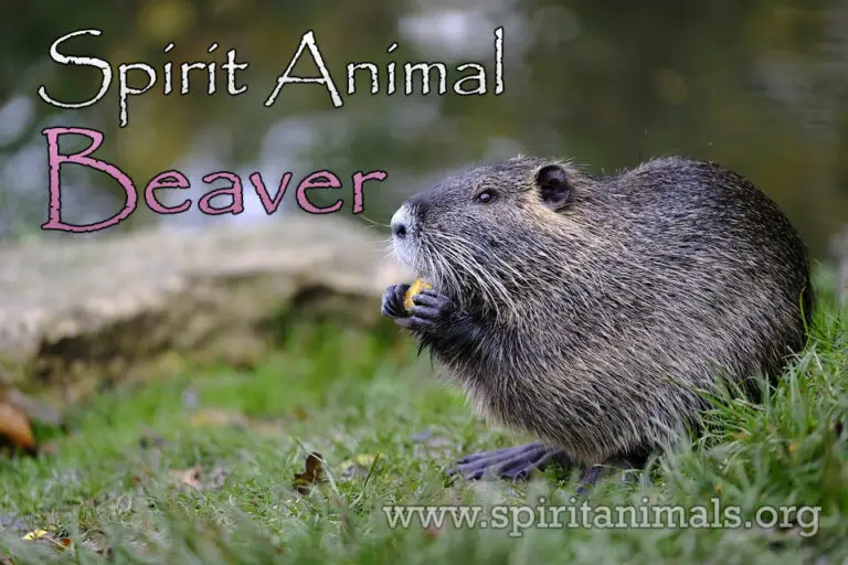 Beaver Spiritual Meaning