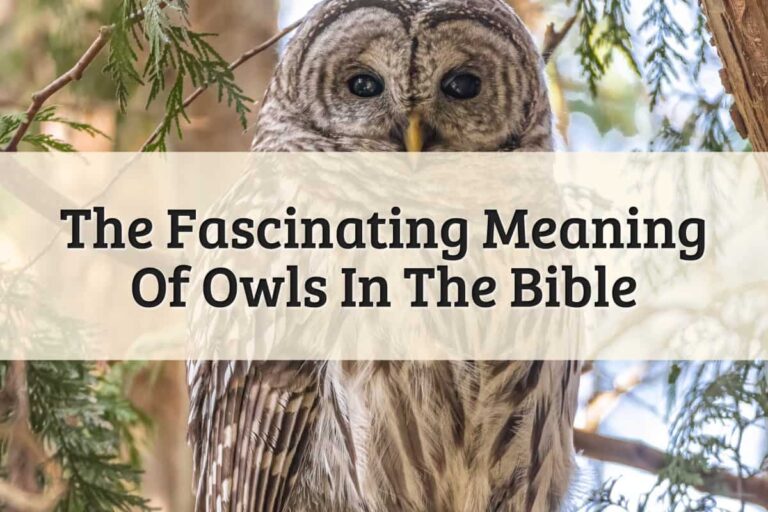 Biblical Meaning of an Owl
