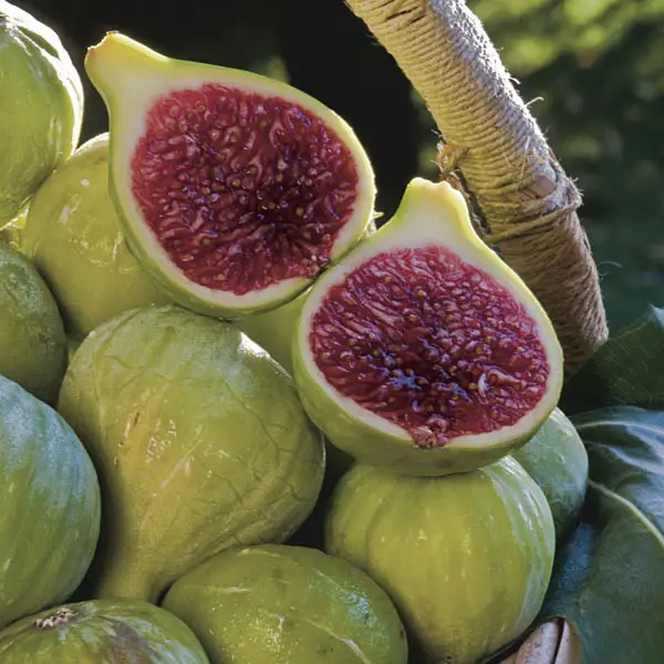 Fig Spiritual Meaning
