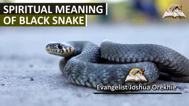 Black Snake Spiritual Meaning