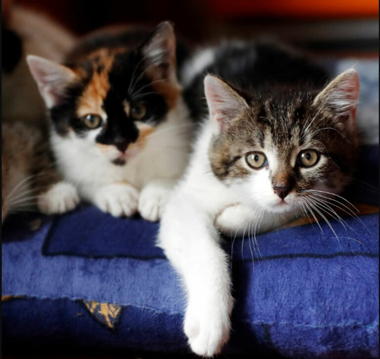 Biblical Meaning of Cats in Dreams: Understanding Feline Symbolism