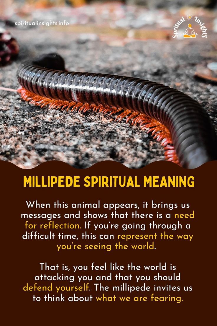 Millipede Spiritual Meaning