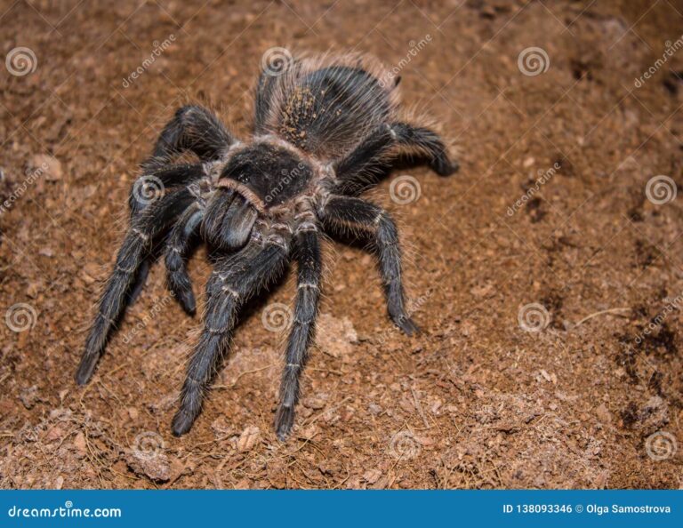 Spiritual Meaning of Black Spiders in Dreams: A Guide to Self-Discovery