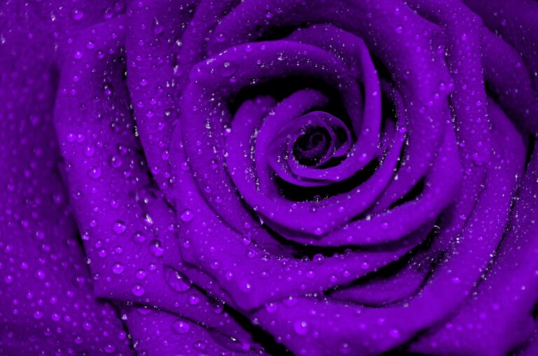 Purple Rose Spiritual Meaning: Divine Wisdom and Self-Discovery