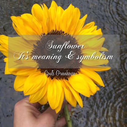 Biblical Meaning of Sunflower