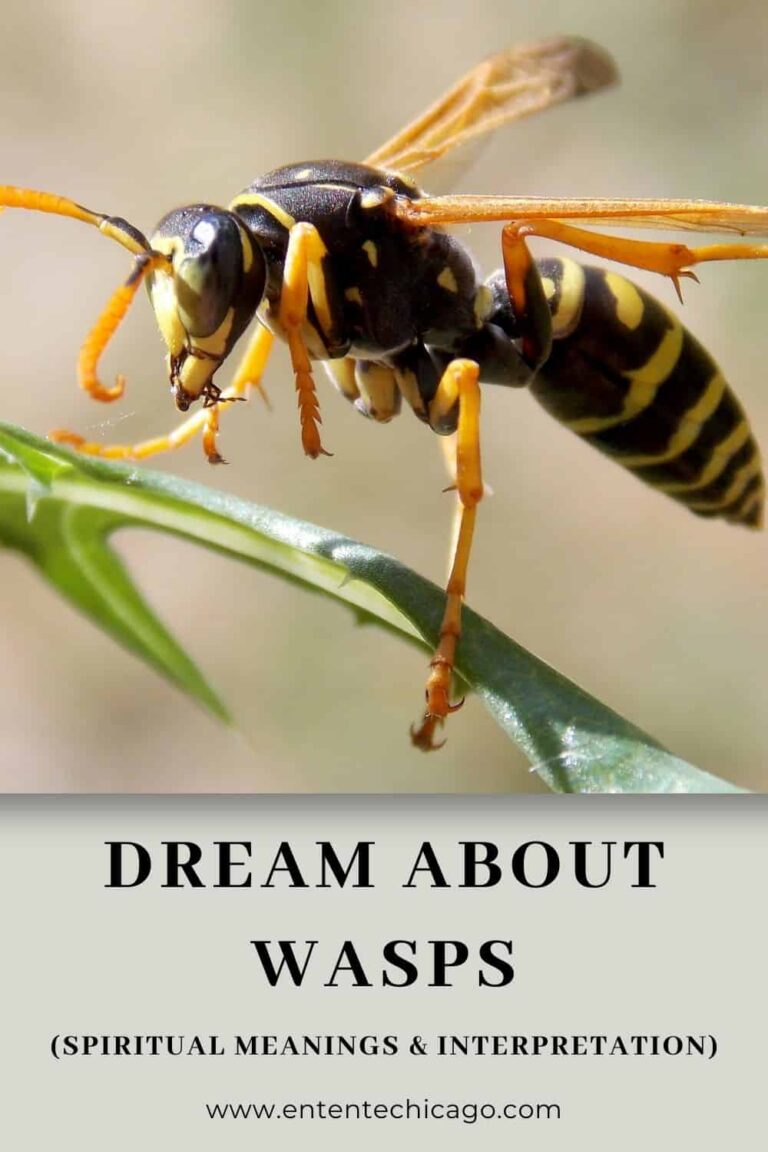Spiritual Meaning of Wasps in Dreams