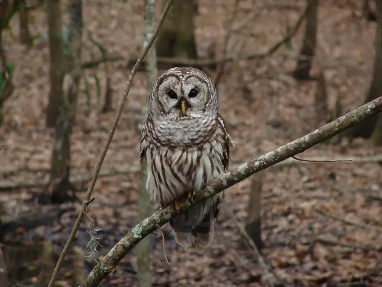 Barred Owl Spiritual Meaning