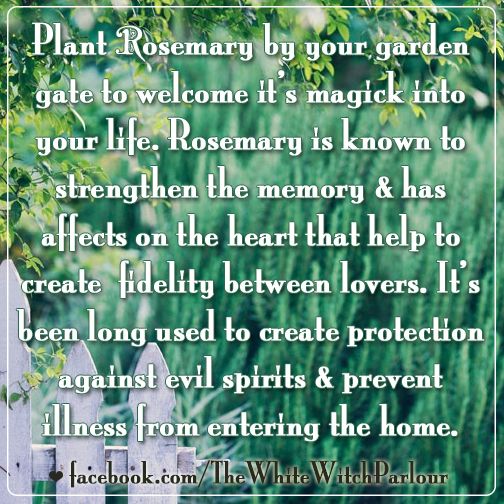 Rosemary Spiritual Meaning