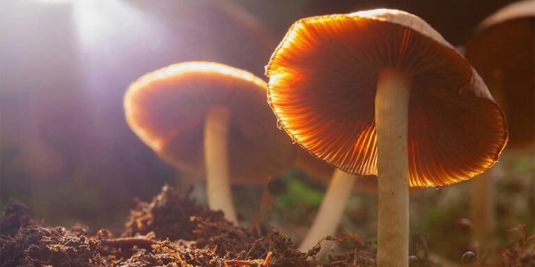 Mushroom Spiritual Meaning