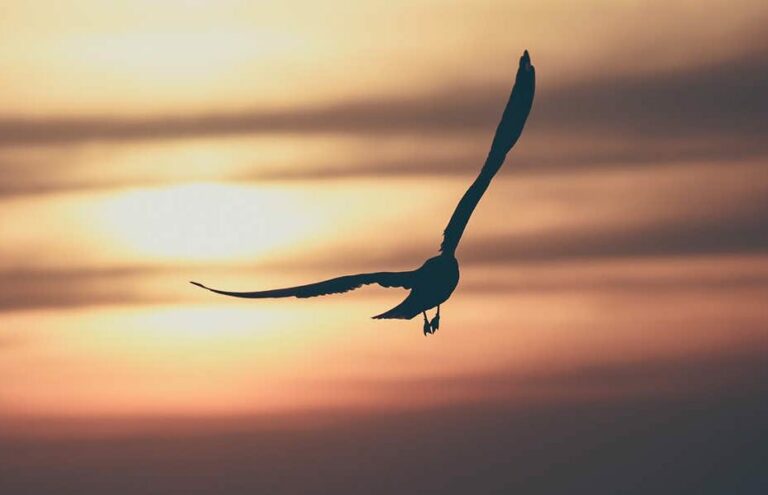 Biblical Meaning of Birds Flying in Front of You