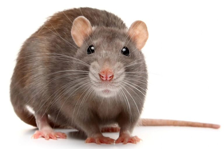 Spiritual Meaning of Dead Rats in Dreams