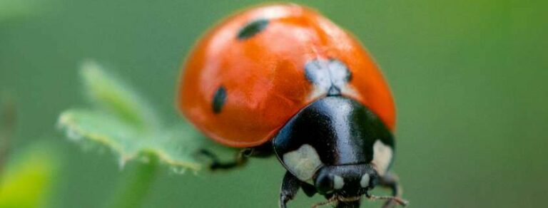 Biblical Meaning of Ladybugs