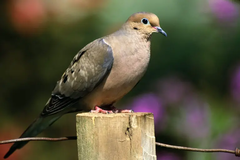 Two Mourning Dove Spiritual Meaning