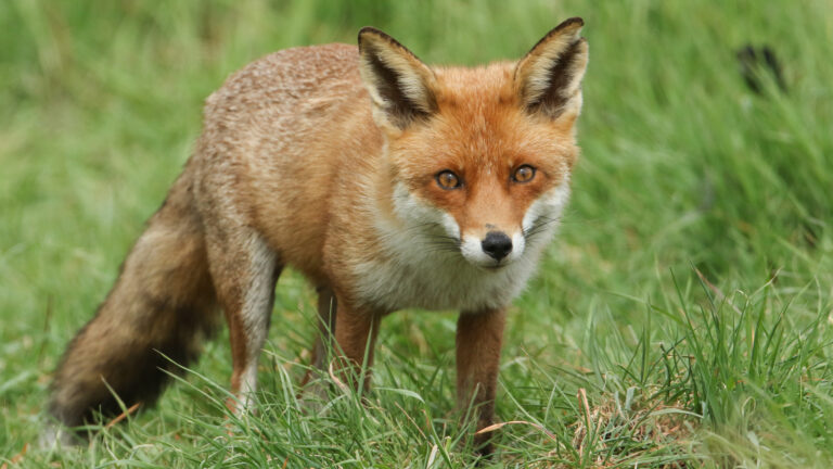 Seeing a Fox During the Day: Spiritual Meaning and Guidance