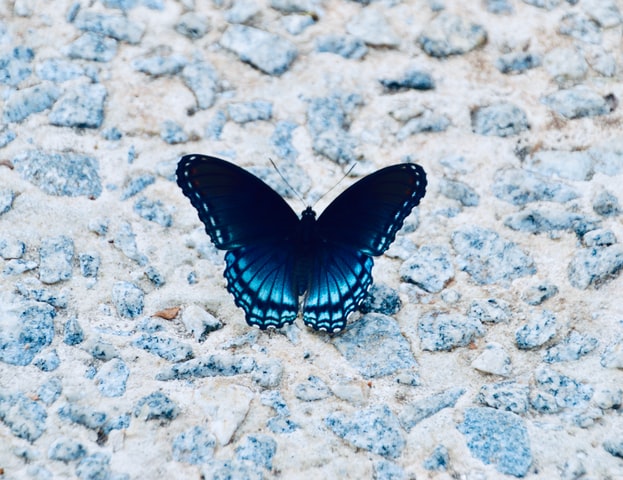 Black And Blue Butterfly Spiritual Meaning