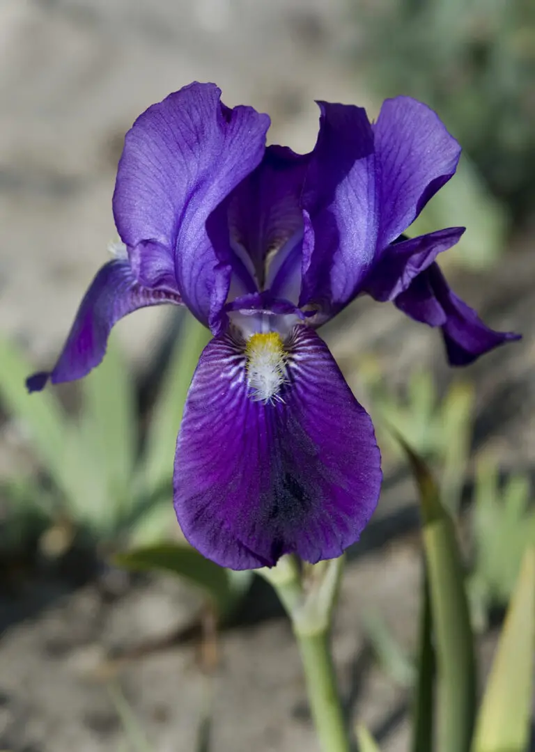 Biblical Meaning of Iris Flower