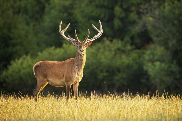 Biblical Meaning of Deer in Dreams: A Guide to Grace and Renewal