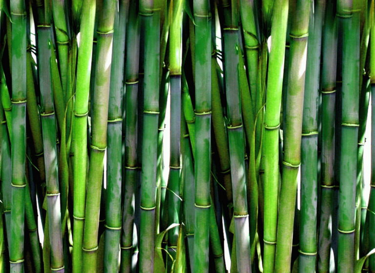 The Spiritual Meaning of Bamboo: A Guide to Resilience and Growth
