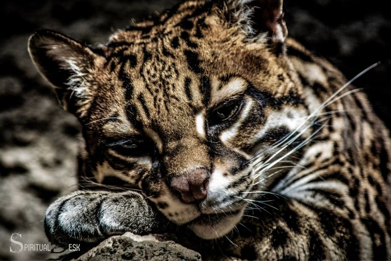 Cat Crying at Night Spiritual Meaning: Understanding Your Feline Guide