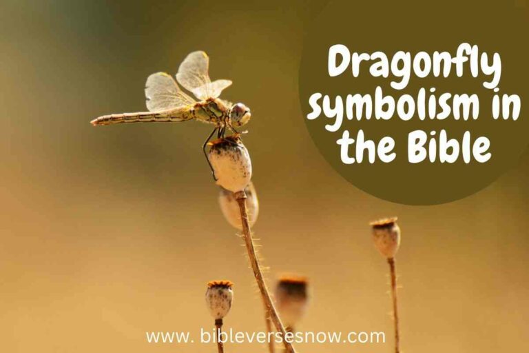 Biblical Meaning of Dragonflies