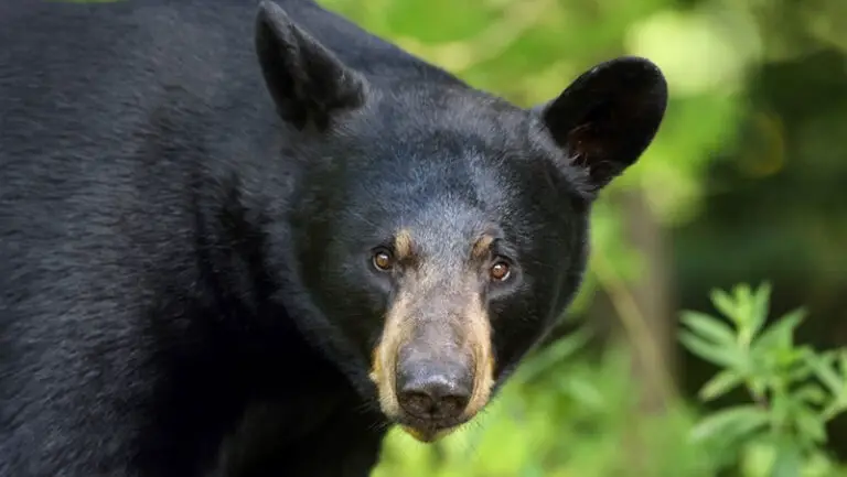 Spiritual Meaning of Black Bear in Dreams