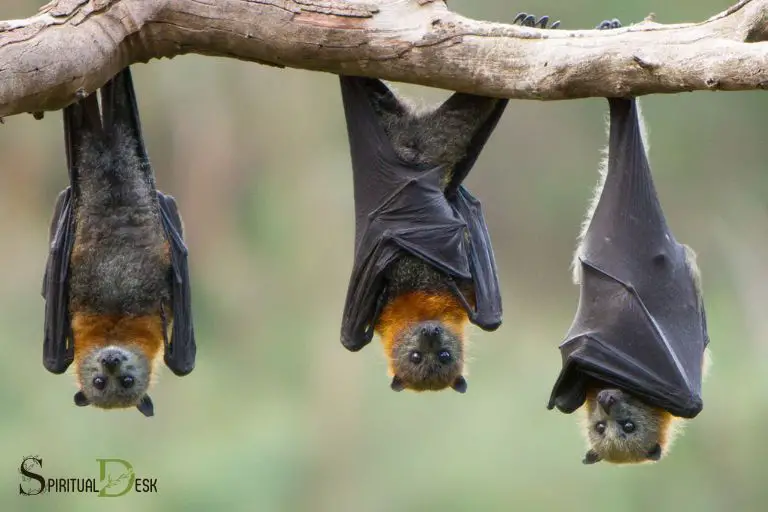 Spiritual Meaning of Bats Outside Your House