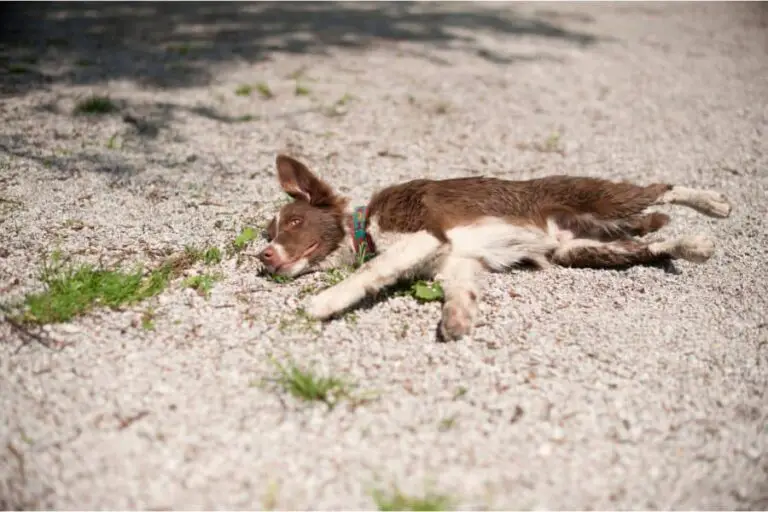 Spiritual Meaning of Seeing a Dead Dog