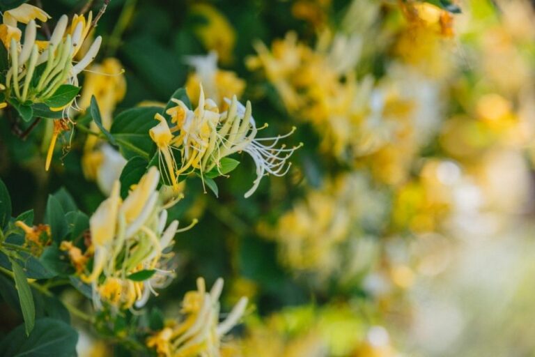 Honeysuckle Spiritual Meaning