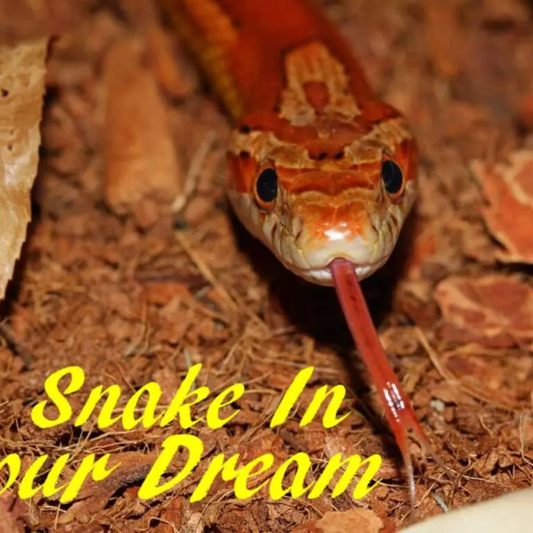 Spiritual Meaning of Brown Snakes in Dreams