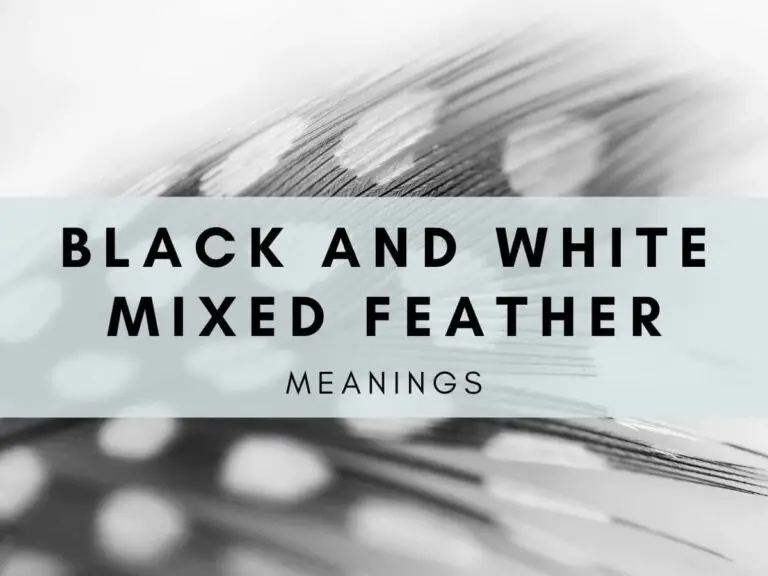 Black And White Feather Spiritual Meaning