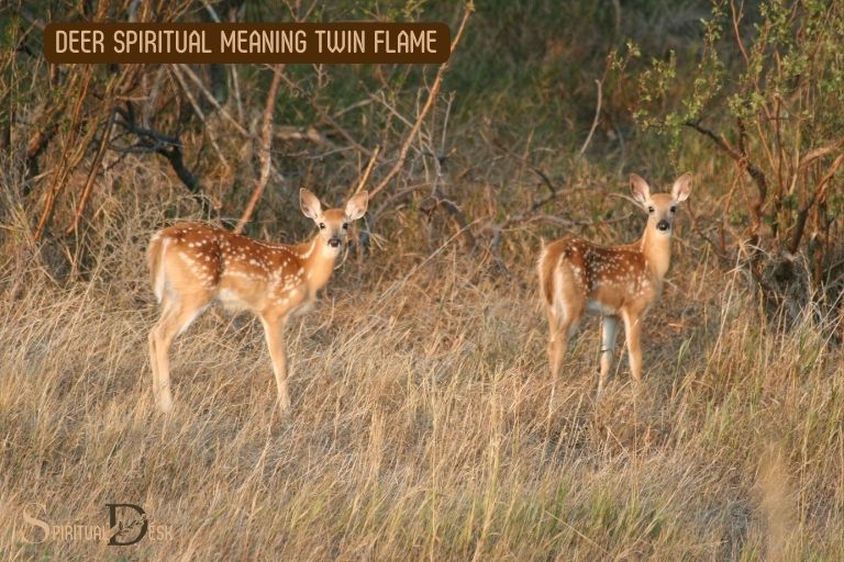 Deer Spiritual Meaning Twin Flame