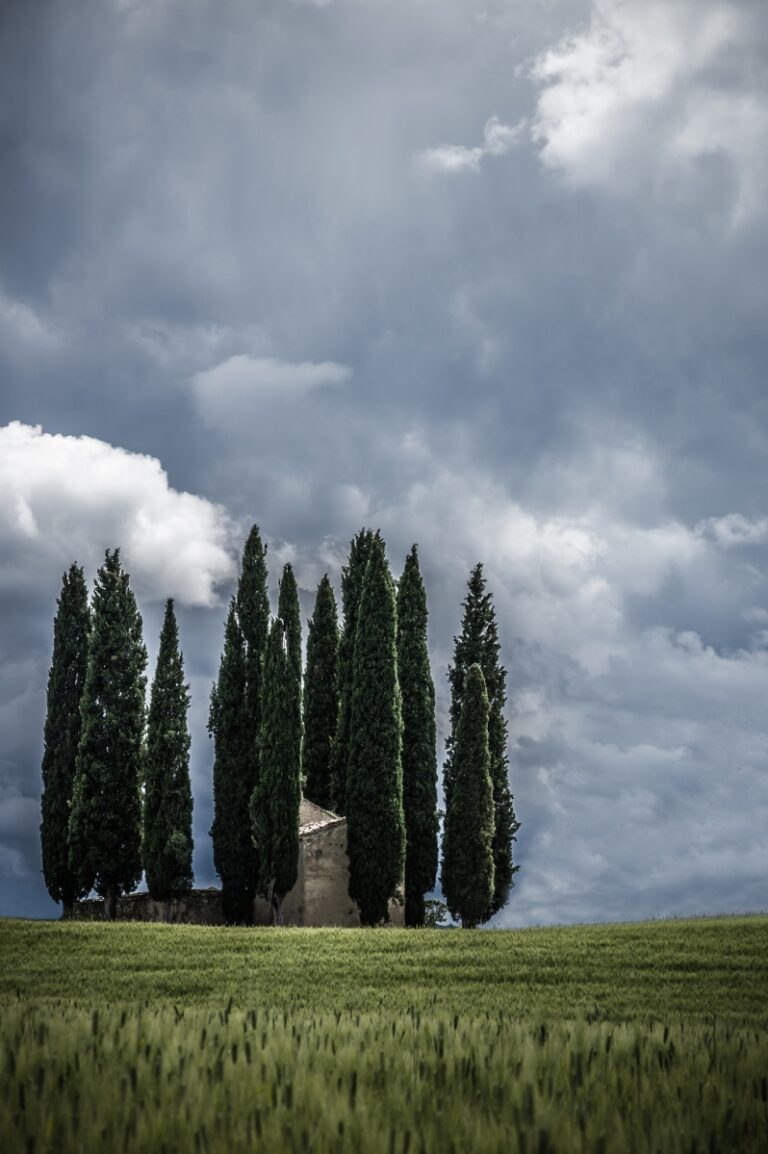 Cypress Tree Spiritual Meaning: Resilience, Rebirth, and Eternal Life