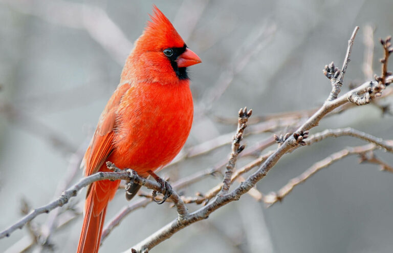 The Biblical Meaning of the Red Cardinal: Symbolism and Spiritual Guidance