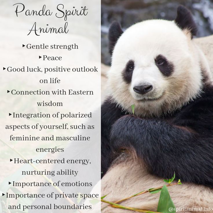 Panda Spiritual Meaning: Finding Balance and Inner Peace