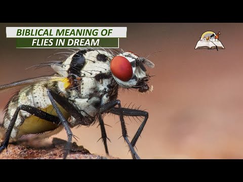 Biblical Meaning of Flies in Your House