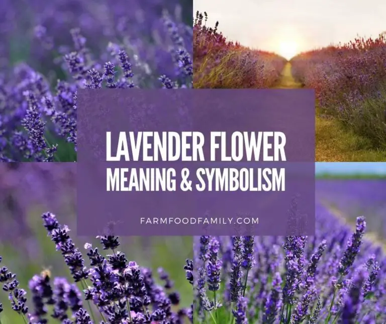 Biblical Meaning of Lavender