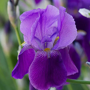 Iris Spiritual Meaning: Decoding the Message of the Rainbow Flower