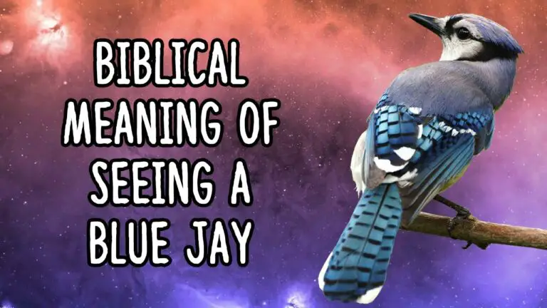 Biblical Meaning of Seeing a Blue Jay