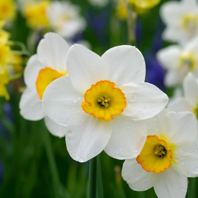 Daffodil Spiritual Meaning