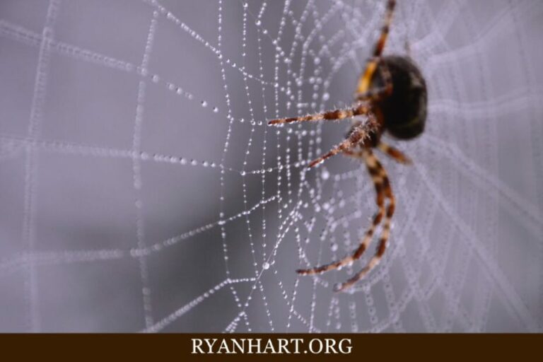 Biblical Meaning of Killing Spiders in Dreams