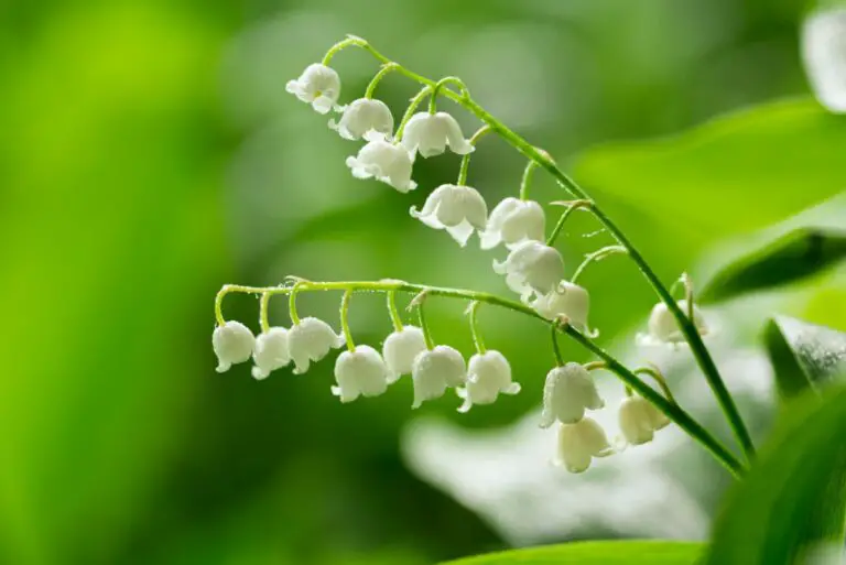Lily of the Valley Spiritual Meaning