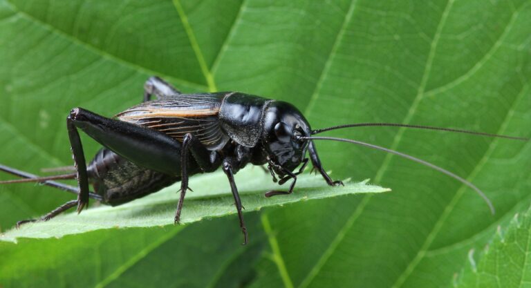 Black Cricket Spiritual Meaning