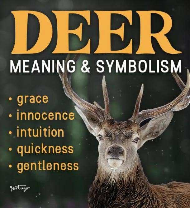 Fawn Spiritual Meaning: Guidance on Vulnerability and New Beginnings