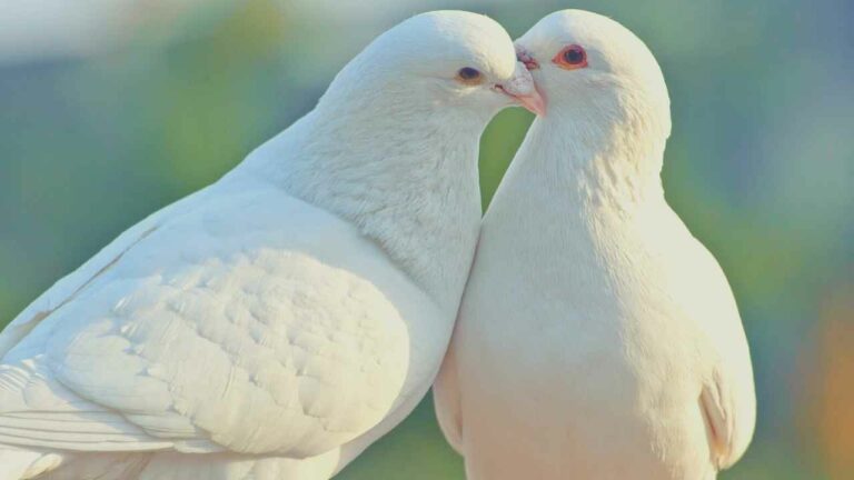 Biblical Meaning of 2 Doves