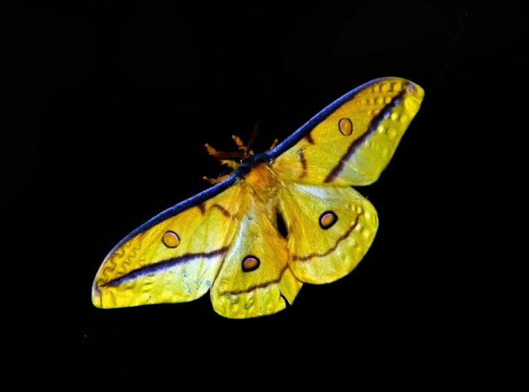 Biblical Meaning of the Yellow Butterfly: A Symbol of Divine Renewal