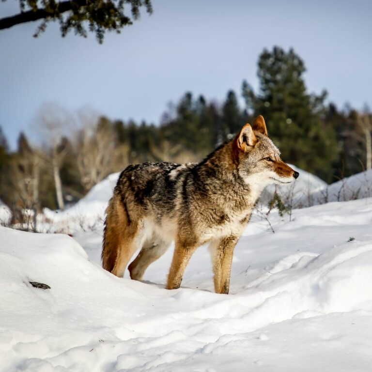 Biblical Meaning of Seeing a Coyote