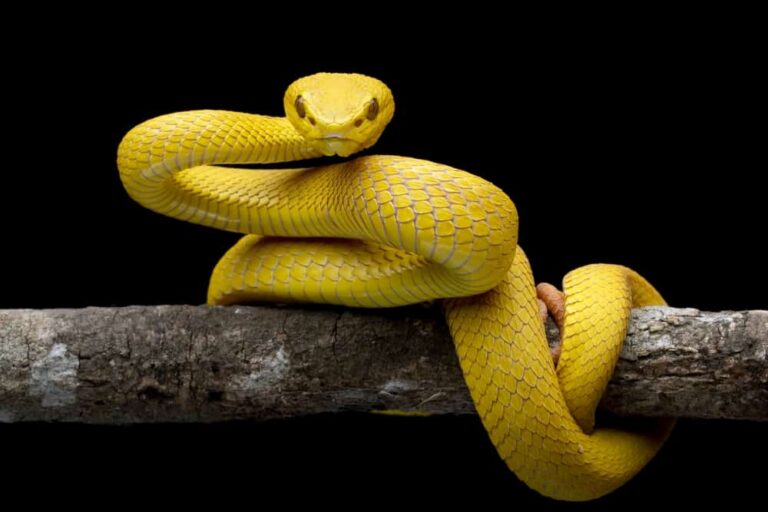 Biblical Meaning of Yellow Snakes in Dreams: A Guide to Spiritual Warning