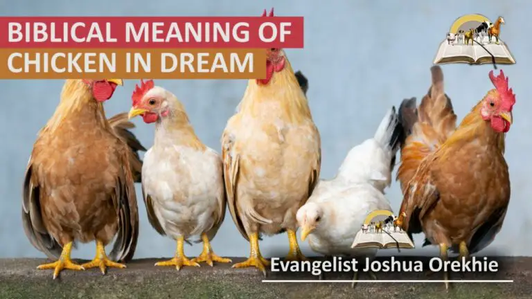 Biblical Meaning of Chicken in a Dream