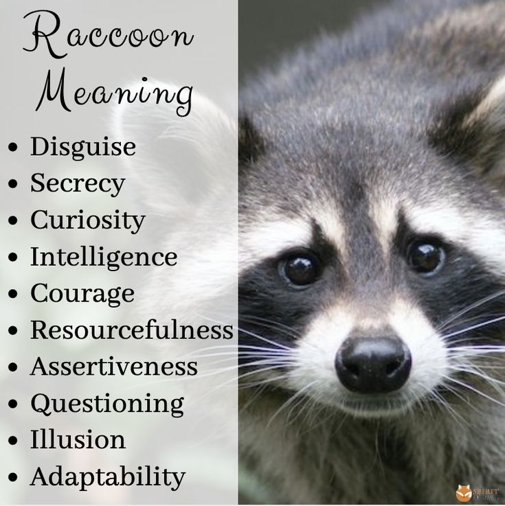 Spiritual Meaning of Raccoon in Dream