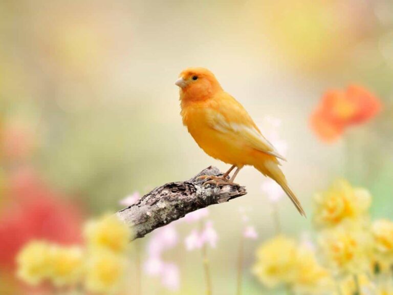 Biblical Meaning of Yellow Bird
